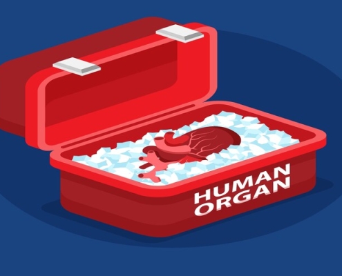 Human organ transport containers