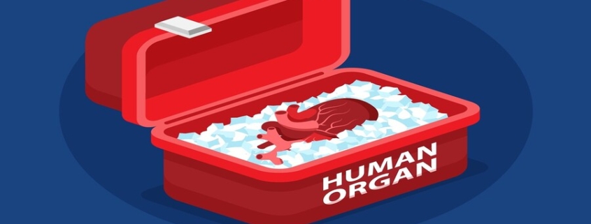 Human organ transport containers